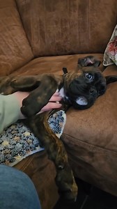 17K views · 733 reactions | Always amazing  #boxer #boxerpuppies #boxerdog #boxerlove #boxersarethebest | Boxer_dog_lovers | Facebook