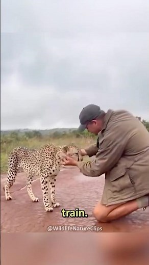 Cheetahs are just big house cats!