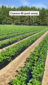 Video | intensive gardening