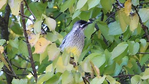 30K views · 2K reactions | Red Wattlebird (Anthochaera carunculata) | BIRDS & Nature | Facebook
