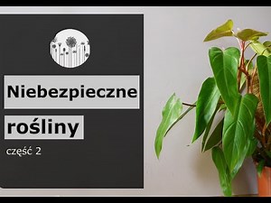 Niebezpieczne, trujące rośliny. Część 2