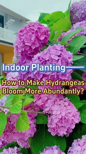 74K views · 607 reactions | How to make Hydrangeas bloom more abundantly #garden #gardening #planting #plants #flowers #flower #hydrangeas #flowergarden #gardeningtips #gardening101 #viralreelsシ | Indoor Planting Tips and Garden | Facebook