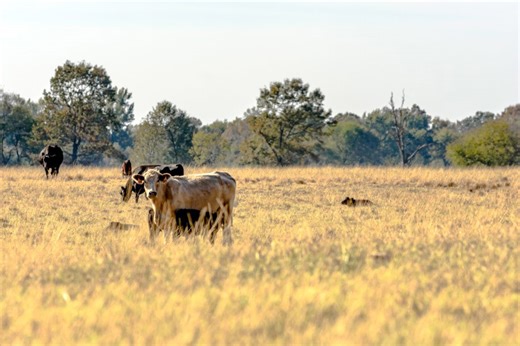 61 counties in Florida are natural disaster areas due to drought: USDA