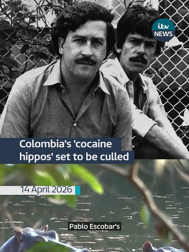 Pablo Escobar's 'cocaine hippos' are set to be culled in Colombia Dozen's now roam Columbia, the only country outside of Africa with a wild hippo population The Colombian Environment Minister said they now aim to reduce the population by around 80 #colombia #hippo