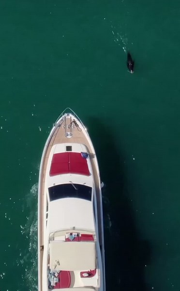 Luxury yacht rentals in cabo #cabo #cabosanlucas #loscabos #papillonyachts