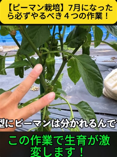 【ピーマン栽培】7月になったら必ずやるべき４つの作業！2/2 #アスパラガス栽培 #土作り #収穫時期 #肥料 #水やり #家庭菜園 #プランター栽培 #野菜作り #fyp #trendingvideos #foryoupage❤️❤️ #viral