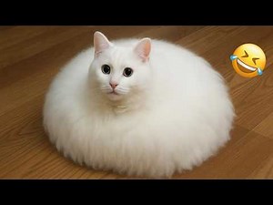 Try Not To Laugh 😂 Funniest Cats & Dogs | Funny Animals #3