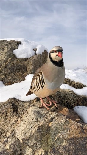 Chukar Partridge Singing on a Rock
