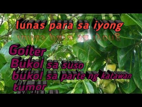 Mabisang Gamot sa Bukol, BITUON | POISON TREE | Barrios yTube