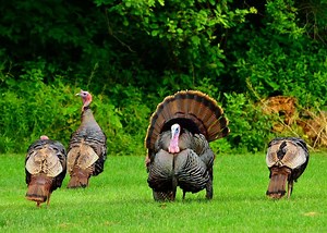 Turkey Hunting Tips - 8 Simple Steps on How to Hunt Turkey