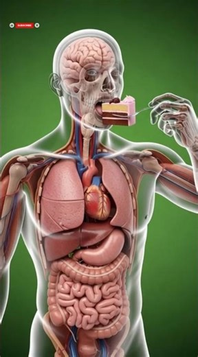 What Happens to Your Body When You Eat Cake? | 3D Animation Digestive System #science
