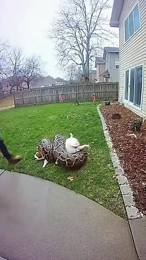 8.5K views · 25 reactions | Man's Backyard Python Horror! | Leticia Forbes | Facebook