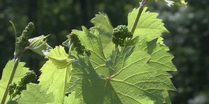 Cornell researchers to explore grapevine behavior in changing environments