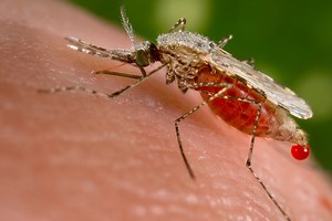 Under the microscope: The mosquito's bite