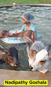 Swimming Fun in Hot day🥵 with Mini cows🏊‍♀️ || Punganuru cows #minicows #shorts #viral #trending #yt Micro mini cattles below 1 feet height | Nadipathy Goshala Yeleswaram | #abroad #travel #london #italy #work #india #love #happy #explore #follow #trip #wanderlust #adventure #usa #canada #australia #europe #reelsviralシ #shortsreels #viralshortsviral #viralreels #shortsviralreel #reelsviralfb #viralshortsreels #reelsfypシ #reelsshorts #reelsvideo #shorts #shortsvideos #shortsfeed #shortstory #sh