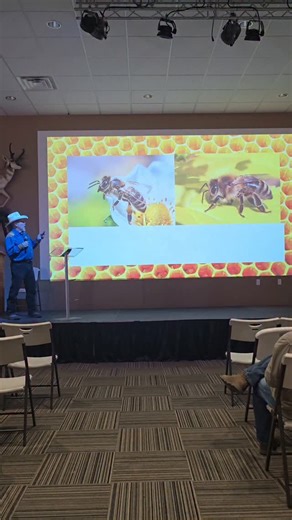 You can’t reliably tell Africanized from European honeybees by eye; they look essentially the same. The useful differences are behavioral: Africanized colonies react faster, send many more stinging bees, stay defensive longer, swarm and abscond more often, and commonly occupy smaller, odd cavities. In areas where Africanized bees are established, it’s safest to assume any feral colony has Africanized genetics and treat it as high‑risk. | Killer Bee Guy