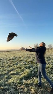 ✨ Samedi dernier, une buse variable a retrouvé sa liberté. Recueillie après avoir été percutée par une voiture, elle a passé une semaine sous les soins attentifs de l'équipe du Geraldine’s Heaven, le CREAVES du Parc. Aujourd’hui, elle s’envole à nouveau, en pleine forme ! 🦅 | Pairi Daiza