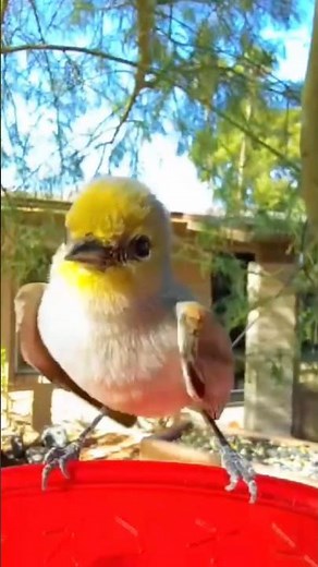 Music and dance from the pretty Verdin - see her wing dance🪽🪽