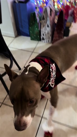 A cute Loki in his Christmas custome #creatorsearchinsights #dogsoftiktok #dogwearingshoes #dogwearingclothes #doglover #dogvideos #funnydogvideos #cutedogs #dogsinchristmasoutfits