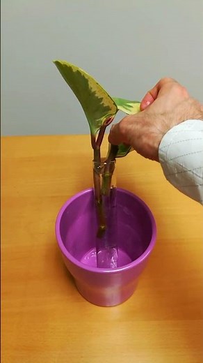 Peperomia Obtusifolia Propagation
