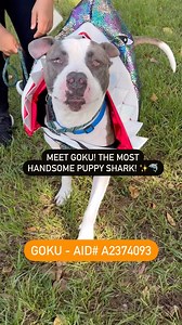 Meet Goku 🐶🦈✨ Goku (A2374093) is looking so cute and ready for Halloween in his shark costume donated by the Fort Lauderdale Dog Club ☺️ Goku is a big boy but so friendly and affectionate. Goku is available for adoption or foster at Broward County Animal Care. Goku is ready to go home the same day as he is fixed, microchipped, up to date on his vaccines and his adoption fees are waived. Broward County Animal Care 2400 SW 42 ST, Fort Lauderdale, FL 33313 Open daily for adoption and fostering 11