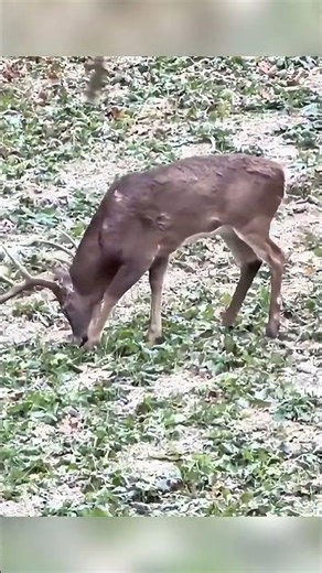 beautiful shot missed deer hunting #hunting #archary #viral #wildlife #deerhunting #hunter #hunt