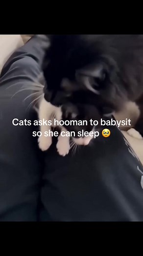 Cat Asks Hooman to Babysit So She Can Nap