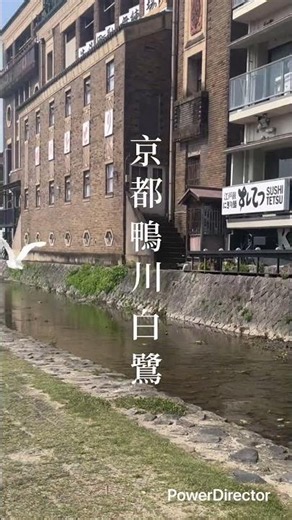 京都鴨川 白鷺 Kyoto Kamogawa river white heron