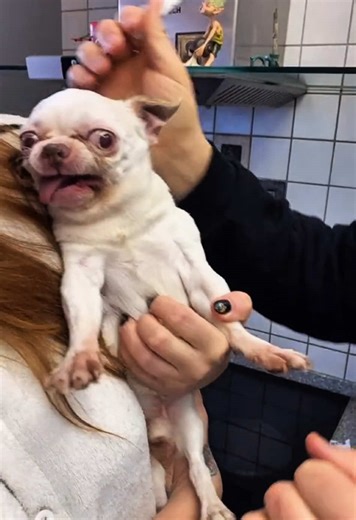 Dog's Fear of the Doctor