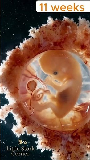 11 Weeks Pregnant: The Miracle of Early Human Life 🫀