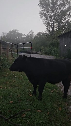 A Steer Broke out of the Pasture. | Country View Acres