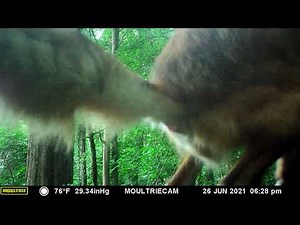 Fox pooing on my camera