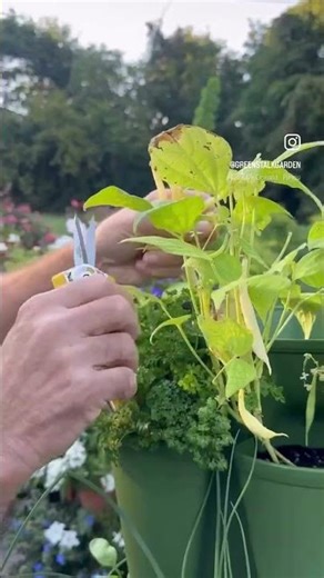 Growing Bush Beans in a GS 🫛