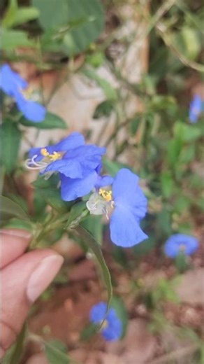 Benefícios da Trapoeraba Azul #shorts