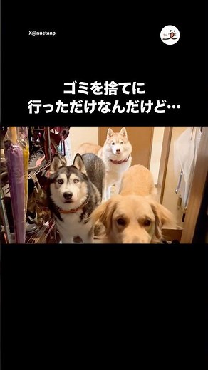 ちょっとゴミを捨てに行っただけなんだけど…｜PECO