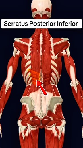 Serratus posterior inferior #muscle #anatomy 🏋️‍♀️💪 | Dr. Ishtiaque Arafat