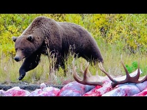 STAND-OFF WITH BROWN BEAR ON OUR MOOSE AND WOLF HUNT!!! INTO THE WILD PT 2 | S7E15 | Limitless