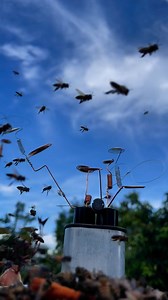52K views · 640 reactions | The sound of mountain bees, the air traffic is lively, dense, and fun. #air traffic #fun #sound of bees | MineStone OnEarth | Facebook