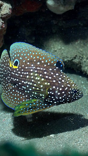 Comet Fish Infiniti Liveaboard | Ocean Reality Channel