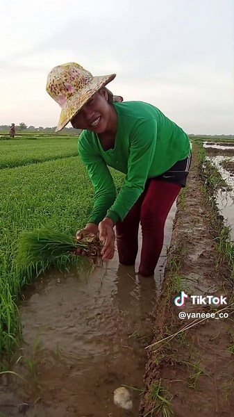 Ilocano Expressions from Isabela: A Cultural Journey