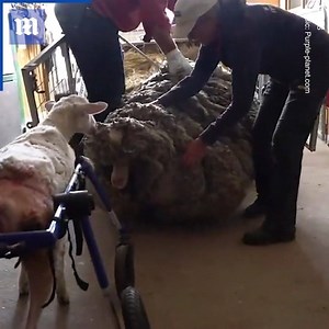 You WOOL not believe this sheep’s transformation! ❤️ Via SWNS | Daily Mail Video