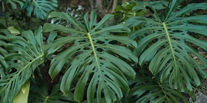 Μονστέρα, ένα εξωτικό φυτό εσωτερικού χώρου | Τα Μυστικά του Κήπου