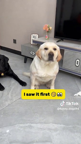 My Labrador just proved he’s a genius! 🧠🐶#labrador #smartdog #dogsoftiktok #fyp #funnydogs