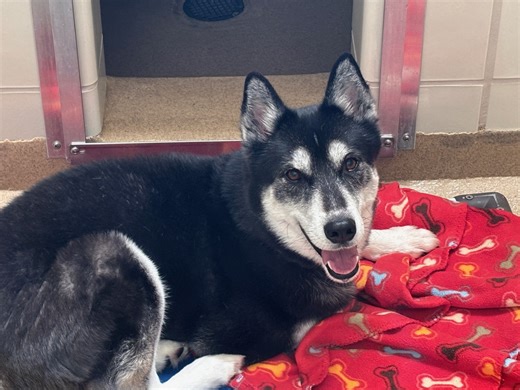 WATCH: Pet adoption event coming