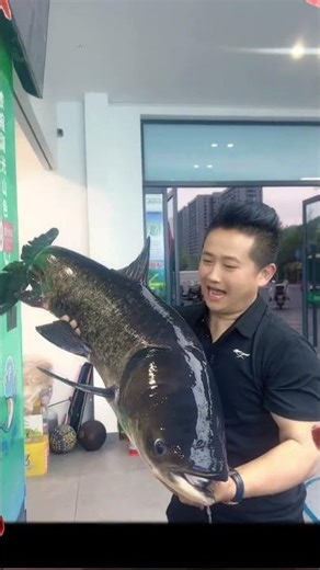 This Fish Arrives ALIVE 😱 Bighead Carp from Qiandao Lake! #fishing