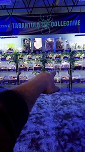 the Speckle Patch is NOT the Pumpkin Patch! Hapalopus guerreroi #tarantula #spider #animals | The Tarantula Collective