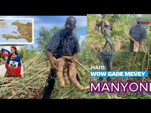 3AVRIL WOW GADE GWOSÈ MANYOK TÈ AYITI PWODWI GADE YON MEVEY/PASTE MOISE DEKOUVWI NAN JARDIN MANYOK