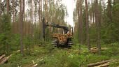 A forwarder loader loads and transports felled logs in a forest....