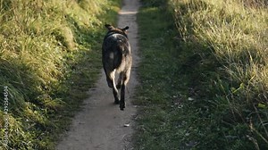 A big dog runs along the path in the beautiful evening sun. Nice shot in slow motion.