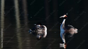 Great crested grebe couple at the courtship swimming on the lake, spring, (podiceps cristatus), germany
